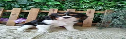 Cavalier King Charles Spaniel dogs for sale: Sasha - Ad 1