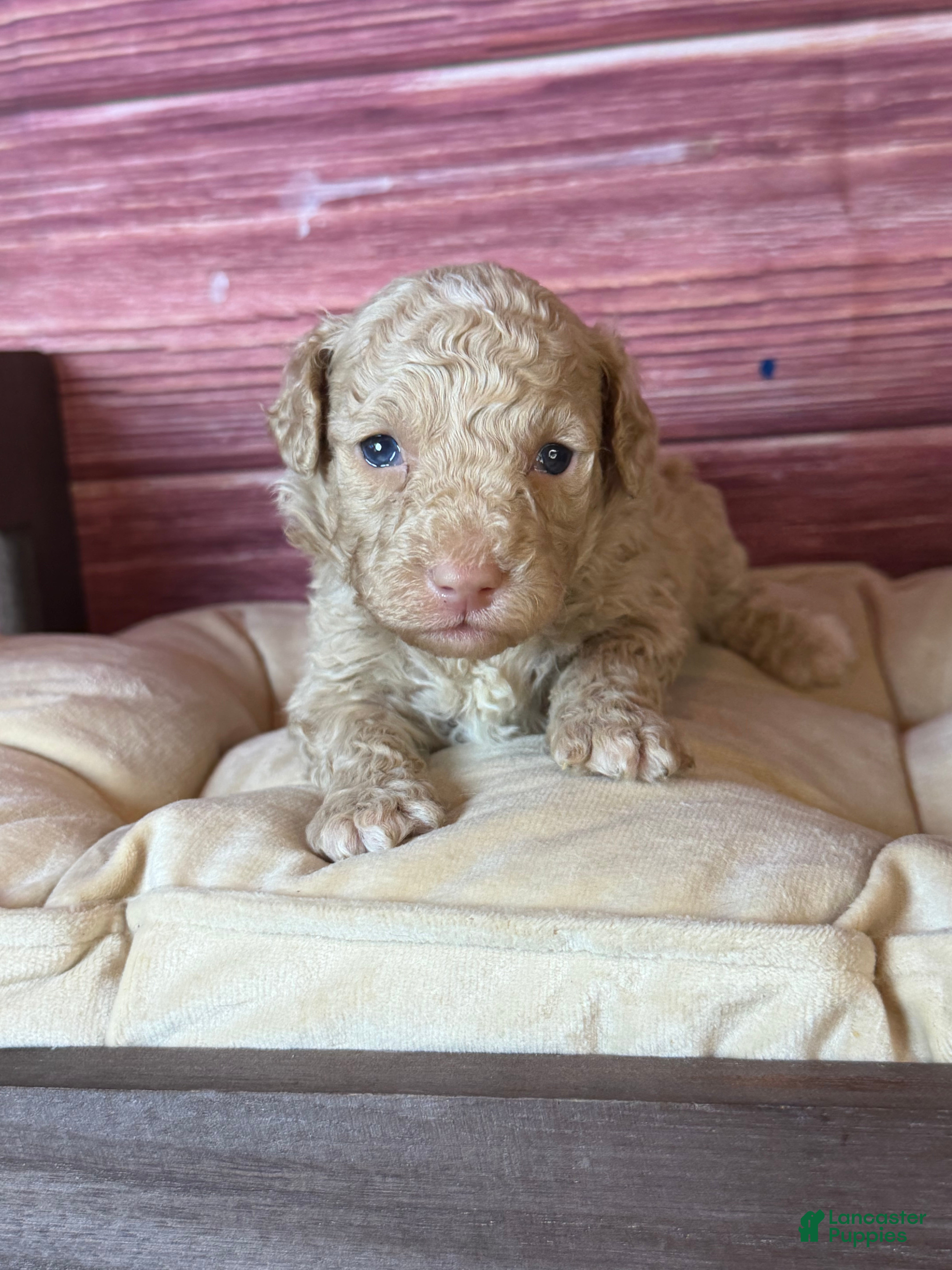 Toy Poodle dogs Bruce - Ad 2