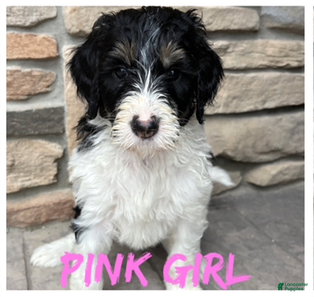 Bernedoodle dogs for sale: Blue boy - Ad 3