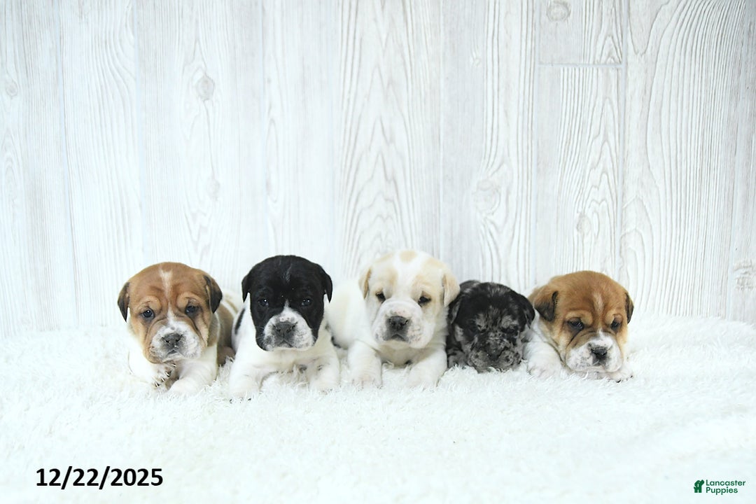 Mini Hippo dogs for sale: Griffin - Ad 3