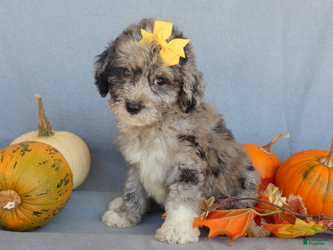 Sheepadoodle dogs for sale: Panda (medium) - Ad 31