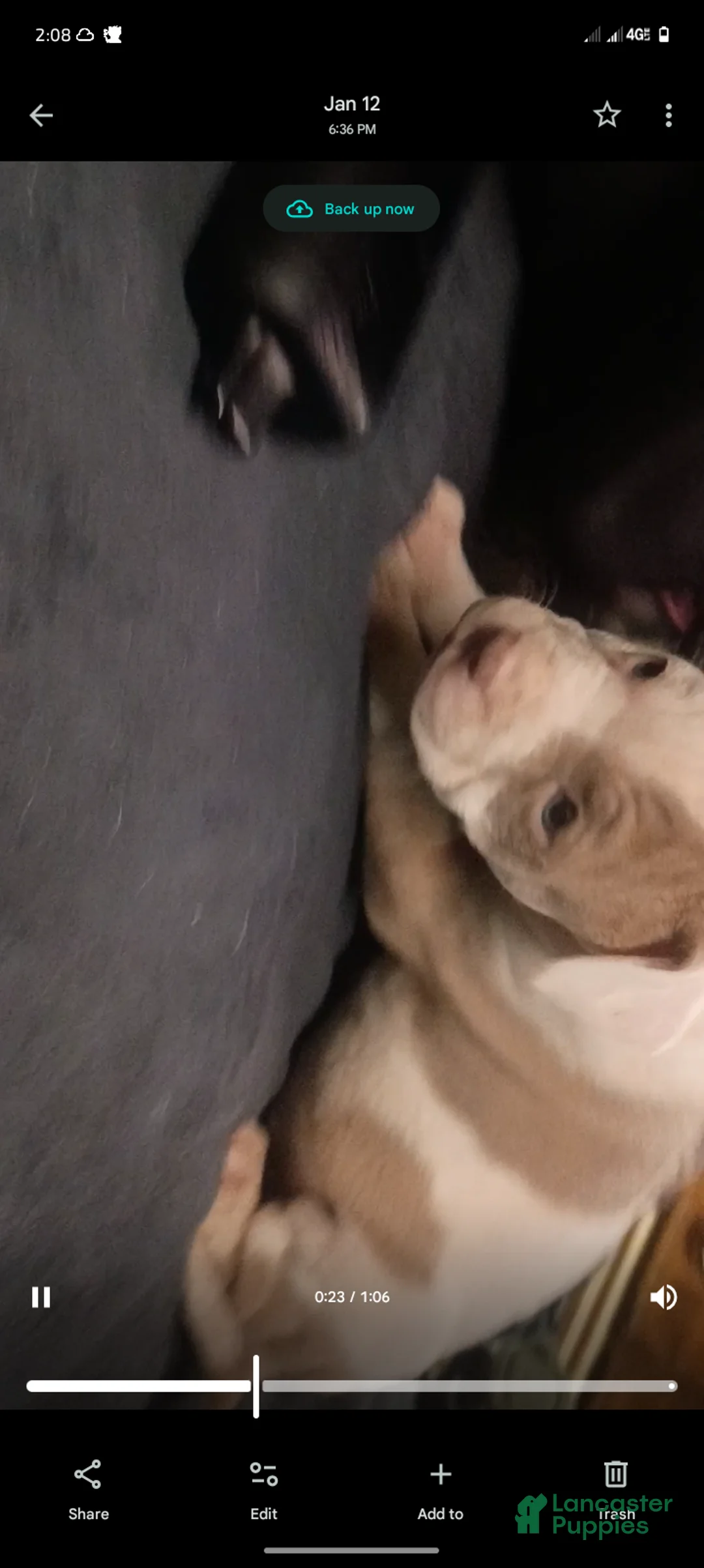 American Staffordshire Terrier dogs for sale: American Staffordshire Terrier Puppy 8 - Ad 1