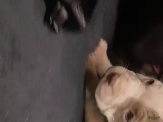 American Staffordshire Terrier dogs American Staffordshire Terrier Puppy 8 - Ad 14