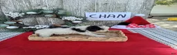 Bernedoodle dogs for sale: Bernedoodle 2 - Ad 3