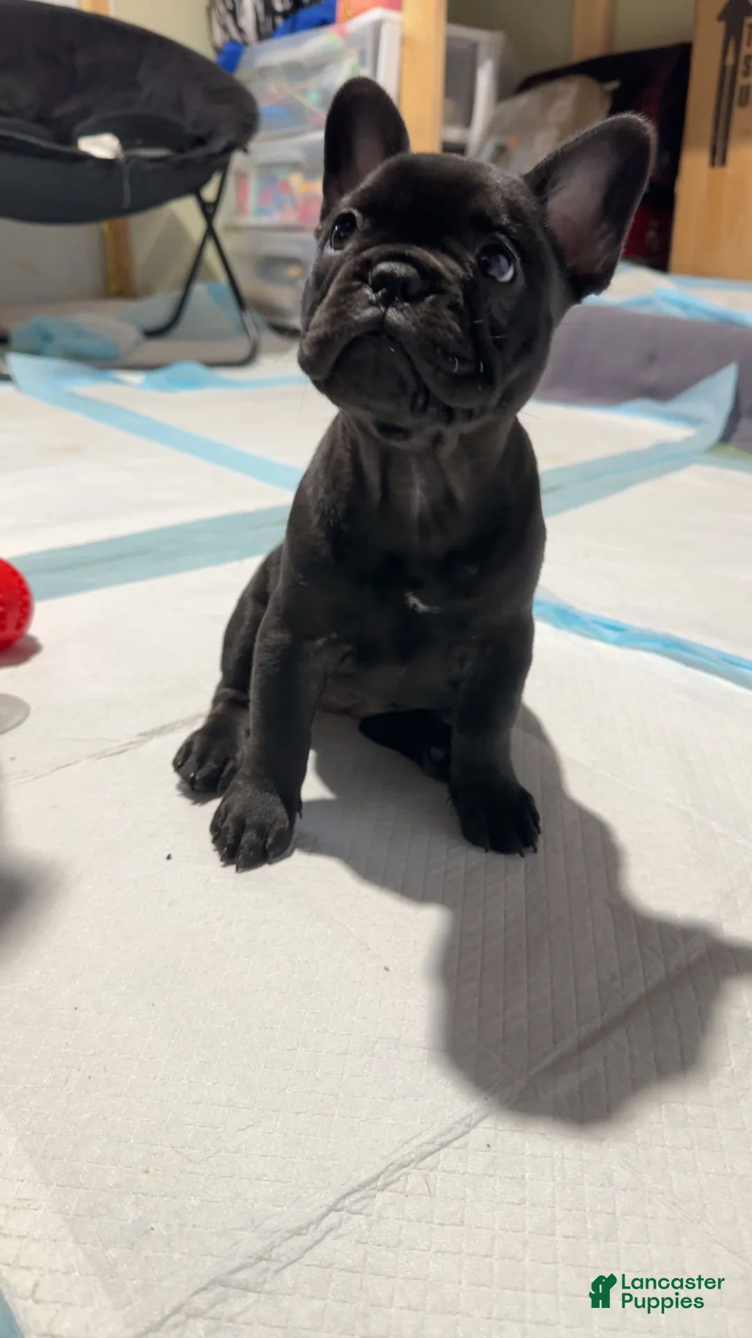 French Bulldog dogs for sale: French Bulldog Puppy 2 - Ad 2