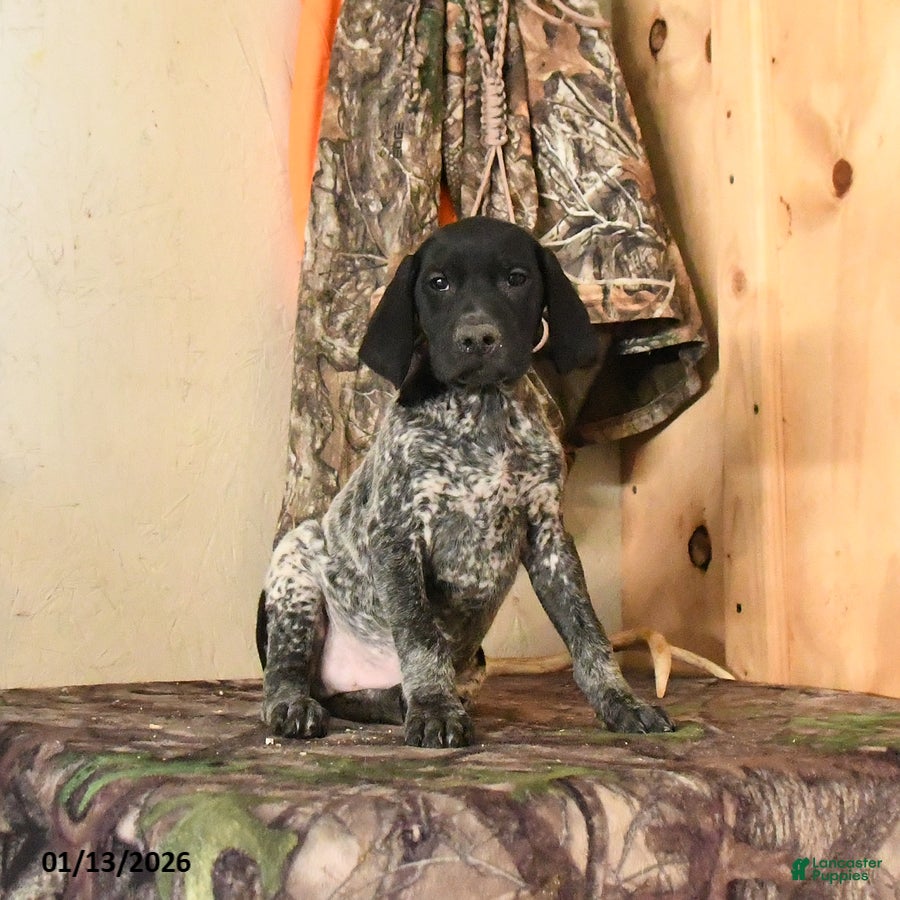 German Shorthaired Pointer dogs Hershey - Ad 8