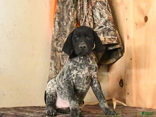 German Shorthaired Pointer dogs Hershey - Ad 8
