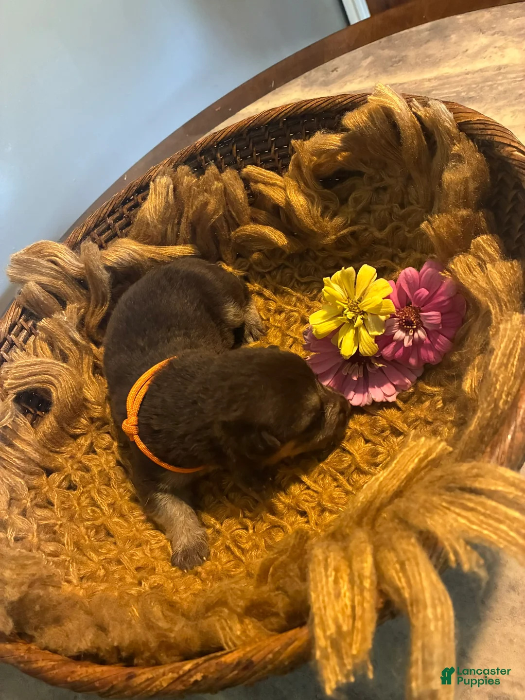 German Shepherd dogs for sale:  Maple - Ad 1