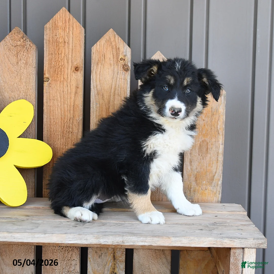 Border Collie dogs for sale: Eleanor - Ad 2