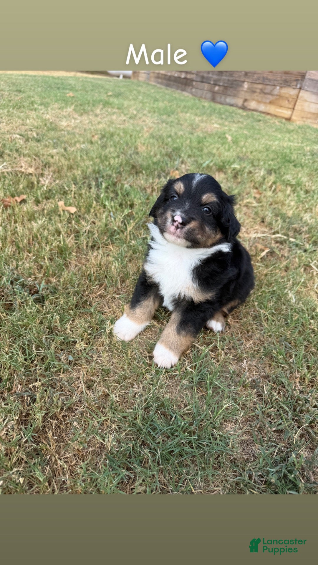 Miniature Australian Shepherd dogs Miniature Australian Shepherd 4 - Ad 20