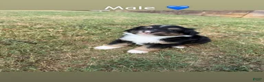 Miniature Australian Shepherd 4