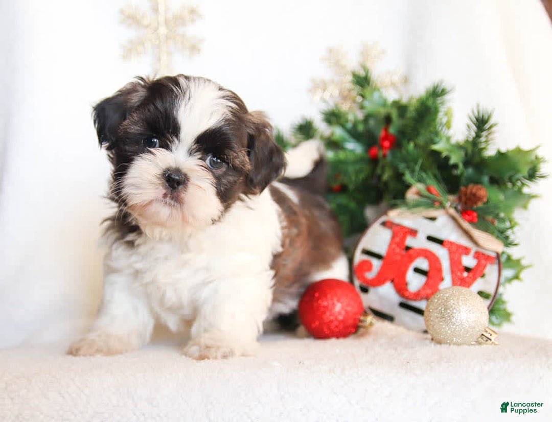 Gallery Image {{count}}