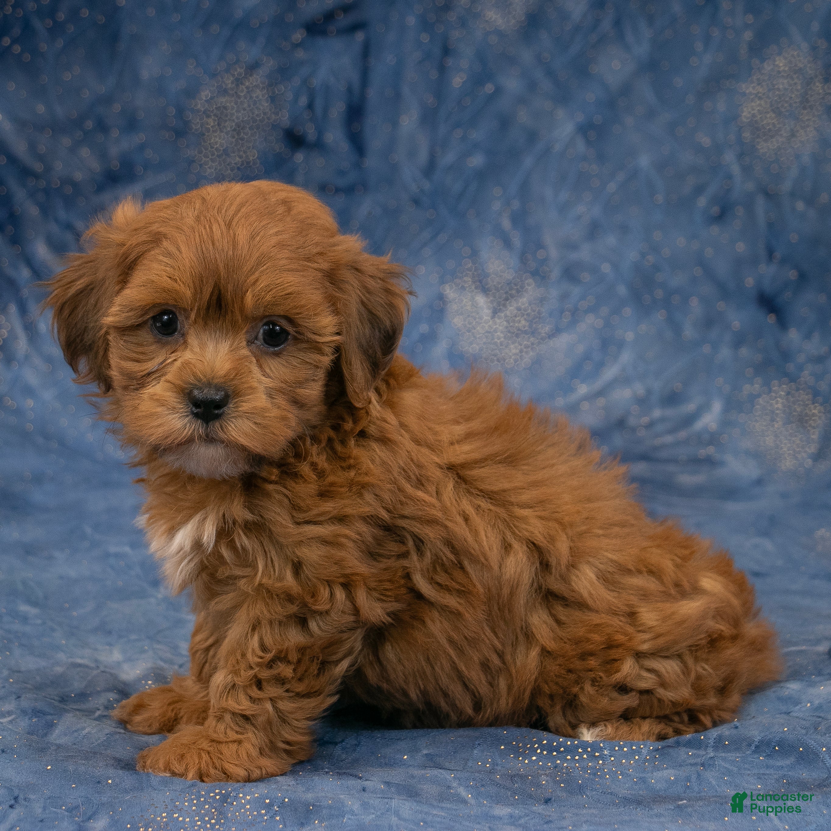 Havapoo dogs Grace - Ad 1