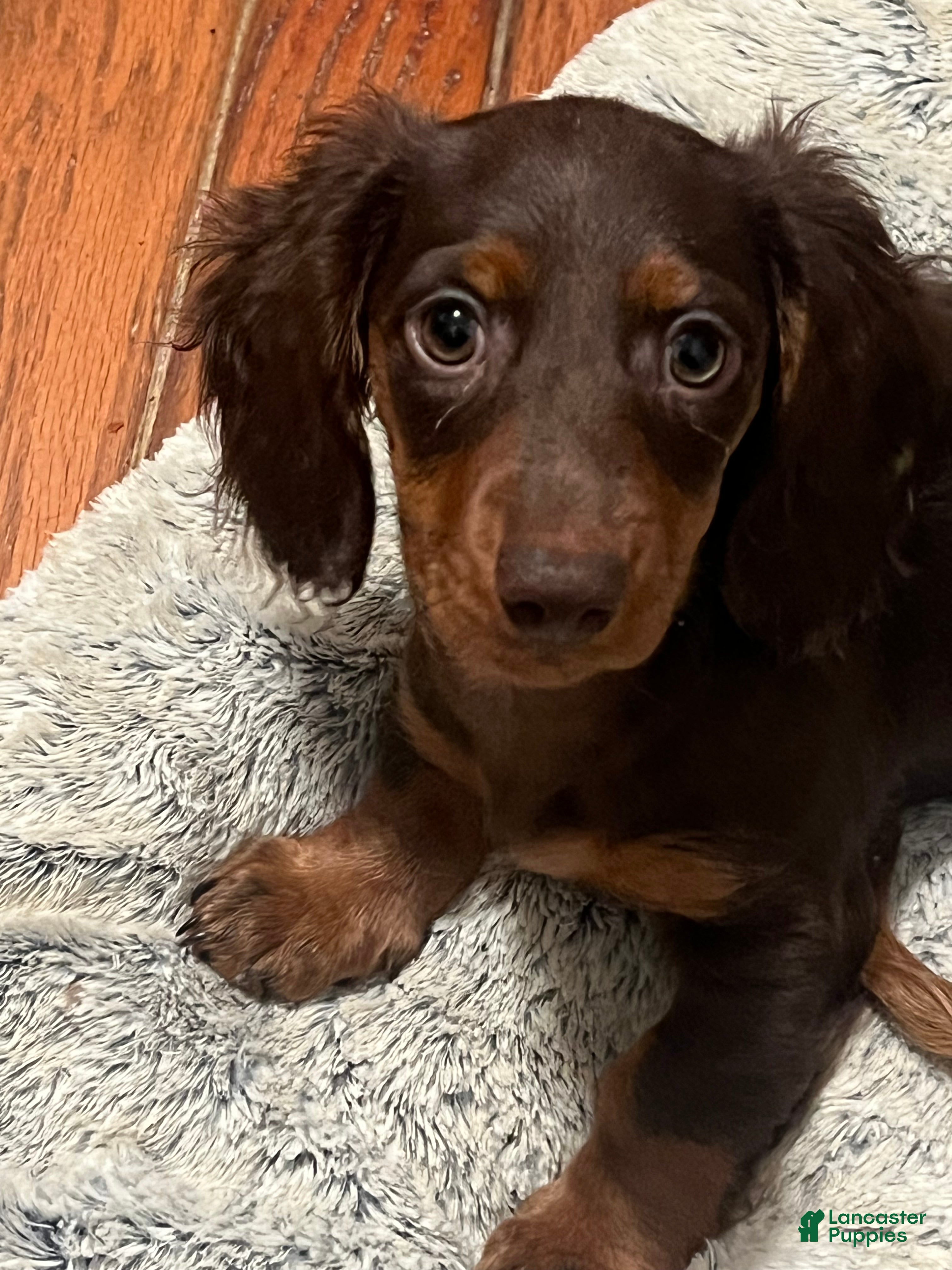 Miniature Dachshund dogs 🫧 Oreo - Ad 2