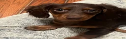 Miniature Dachshund dogs for sale: 🫧 Oreo - Ad 2