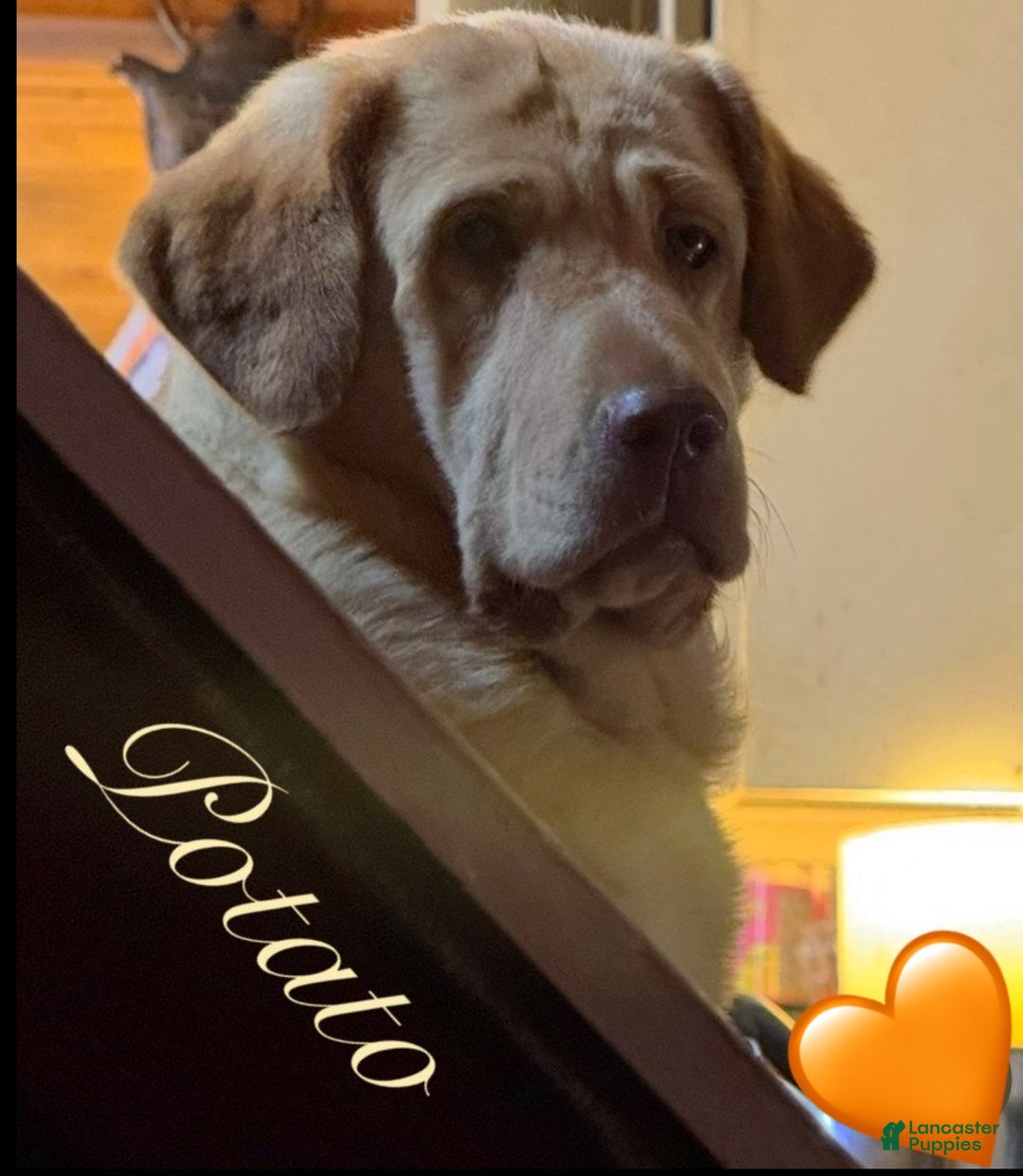 Labrador Retriever dogs for sale: Labrador Retriever Puppy 2 - Ad 26