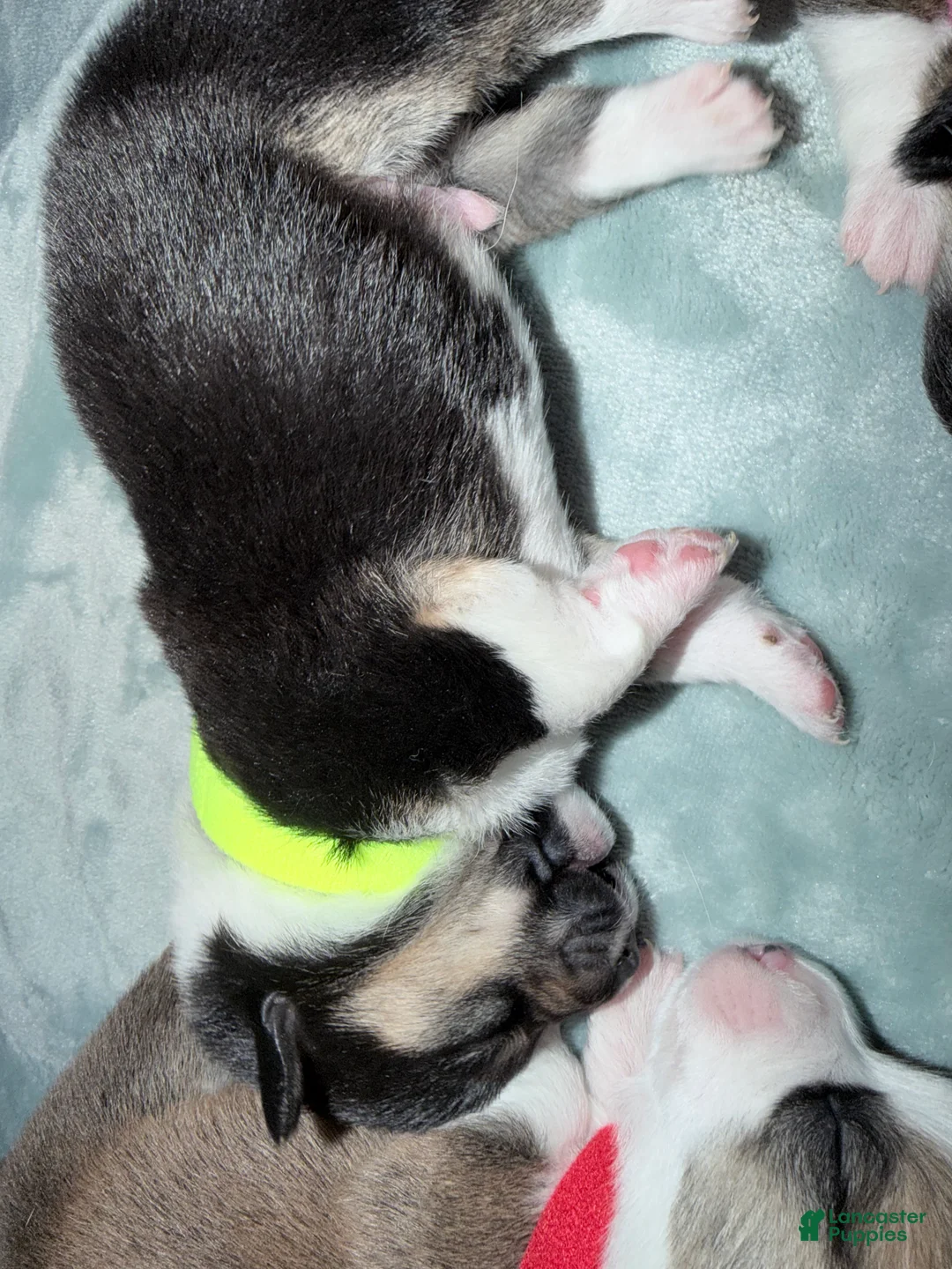 Welsh Corgi Pembroke dogs for sale: Welsh Corgi Pembroke Puppy neon yellow collar - Ad 1