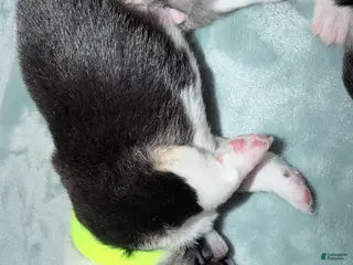 Welsh Corgi Pembroke dogs for sale: Welsh Corgi Pembroke Puppy neon yellow collar - Ad 1