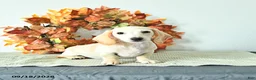Miniature Dachshund dogs for sale: Milo - Ad 3