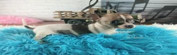 Chihuahua dogs for sale: Debras fawn and white. Hand Delivery  - Ad 7
