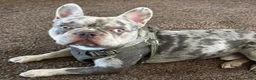 French Bulldog dogs for stud: Helios The Stud - Ad 2
