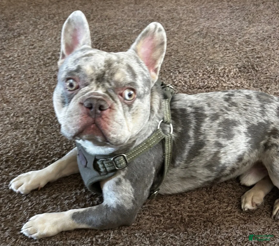 French Bulldog dogs for stud: Helios The Stud - Ad 2