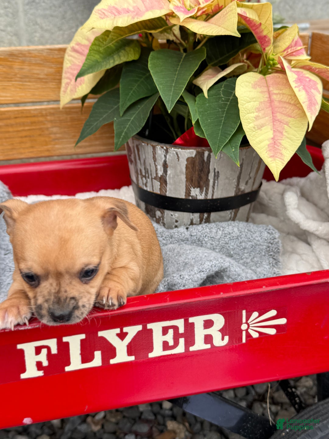 Chihuahua dogs for sale: Cocoa - Ad 10