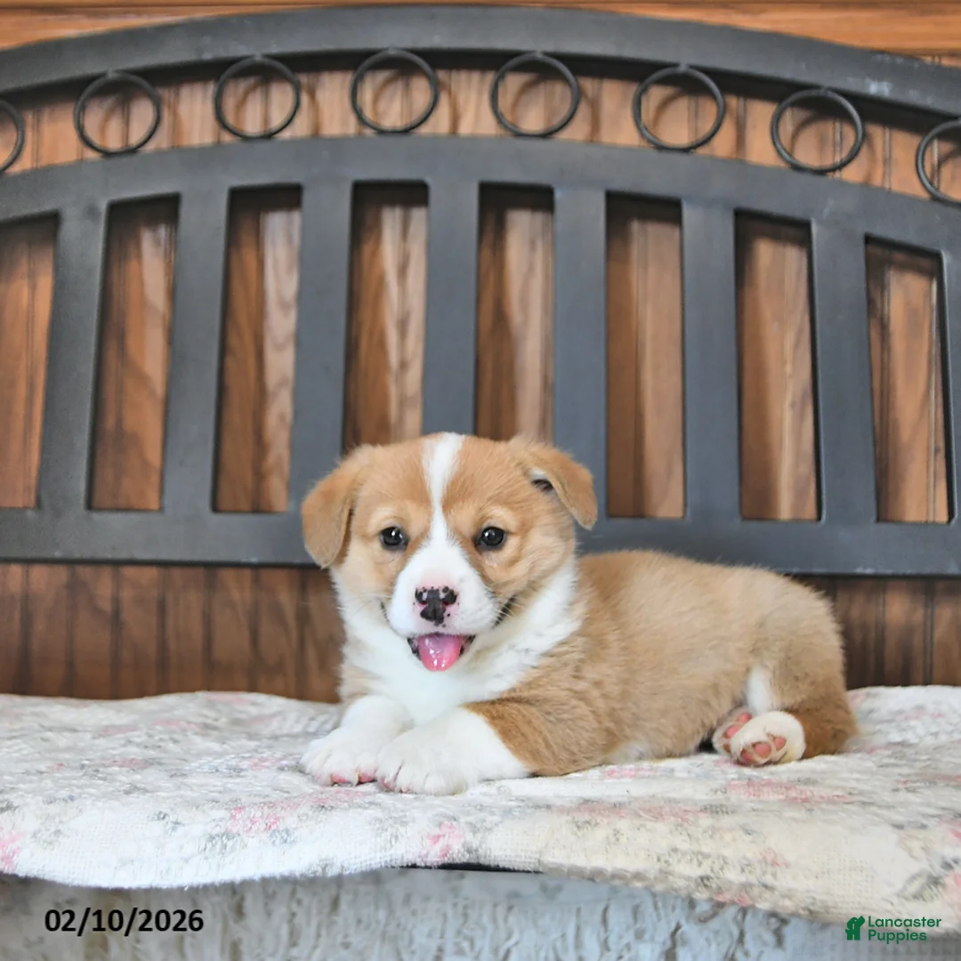 Welsh Corgi Pembroke dogs for sale: Tater - Ad 2
