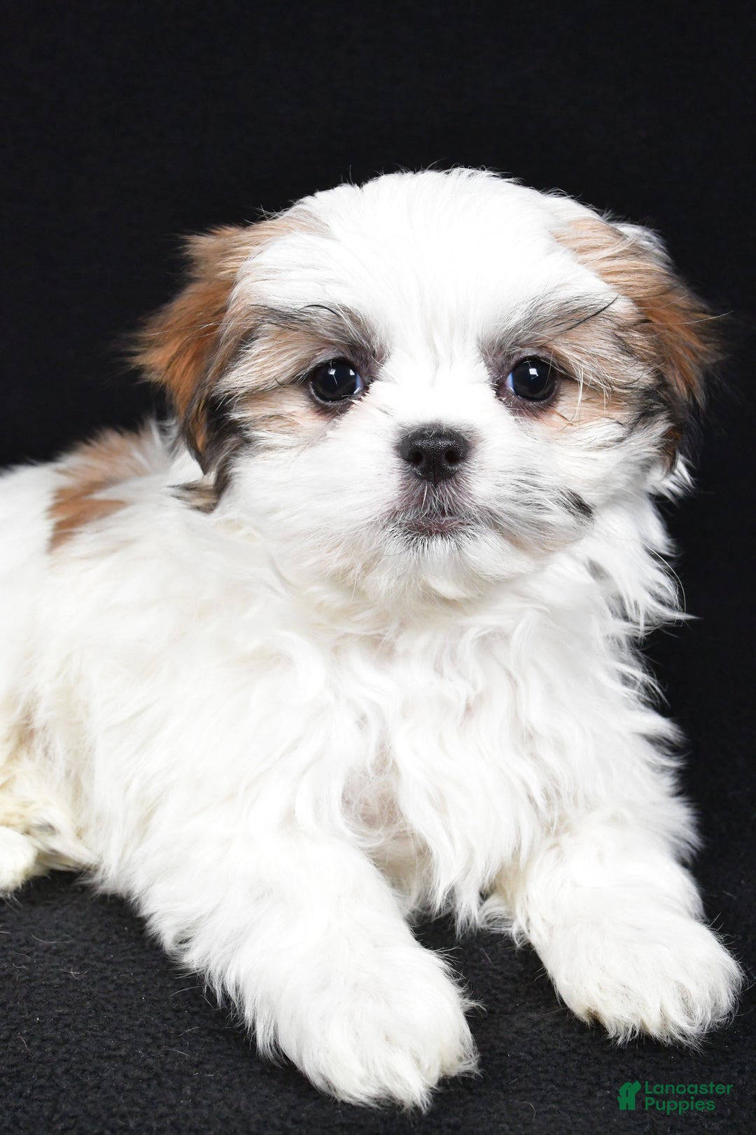 Malshi dogs for sale: Kathy - Ad 3