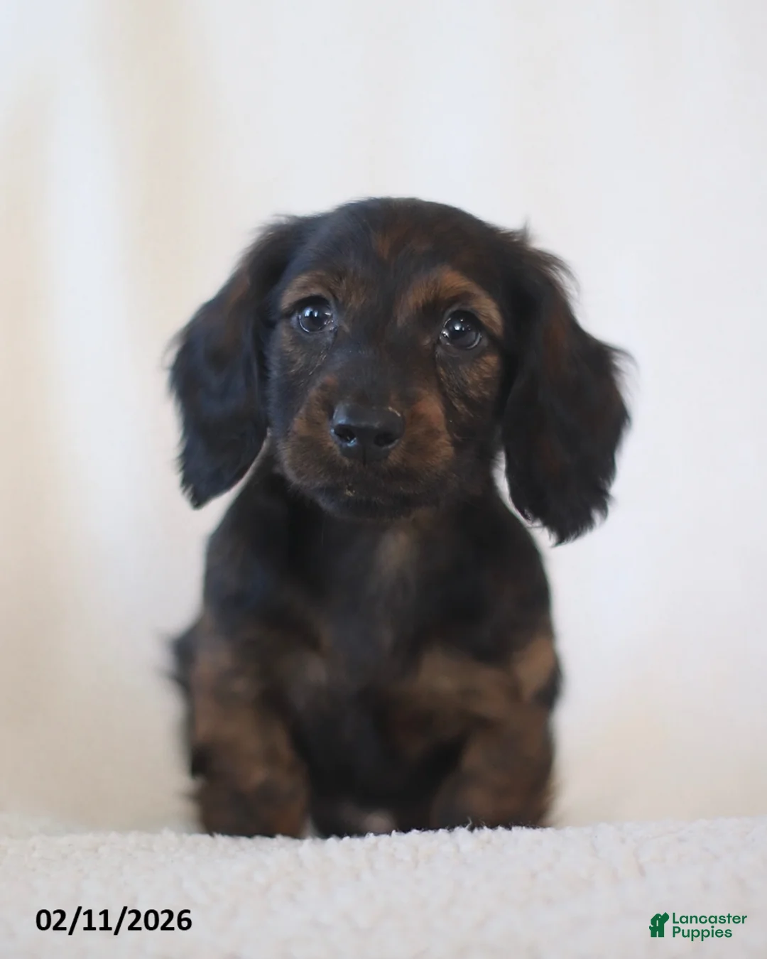 Miniature Dachshund dogs for sale: Ladino - Ad 3
