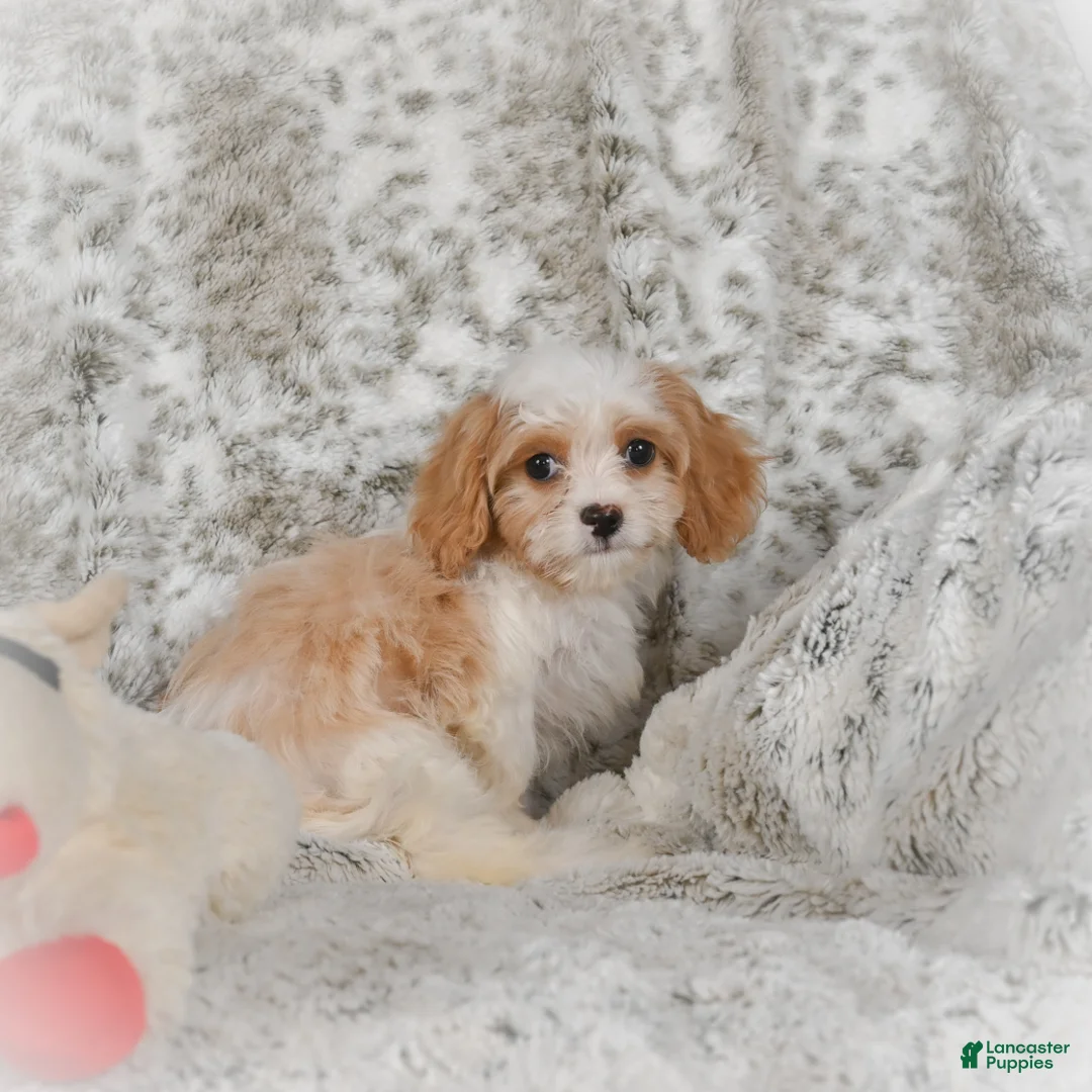 Havanese dogs for sale: Hazel - Ad 11