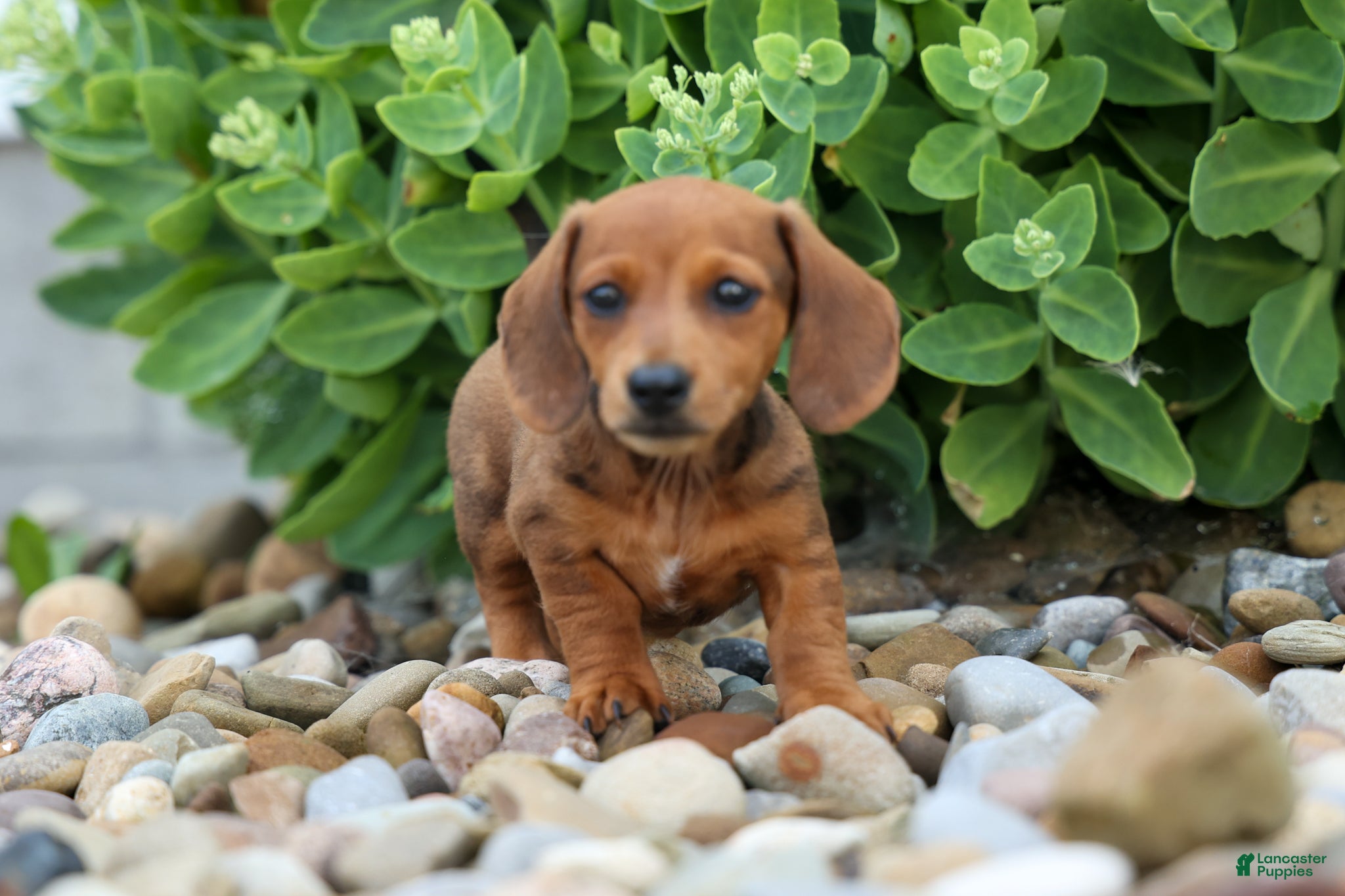 Miniature Dachshund dogs Tyson 💙 - Ad 1