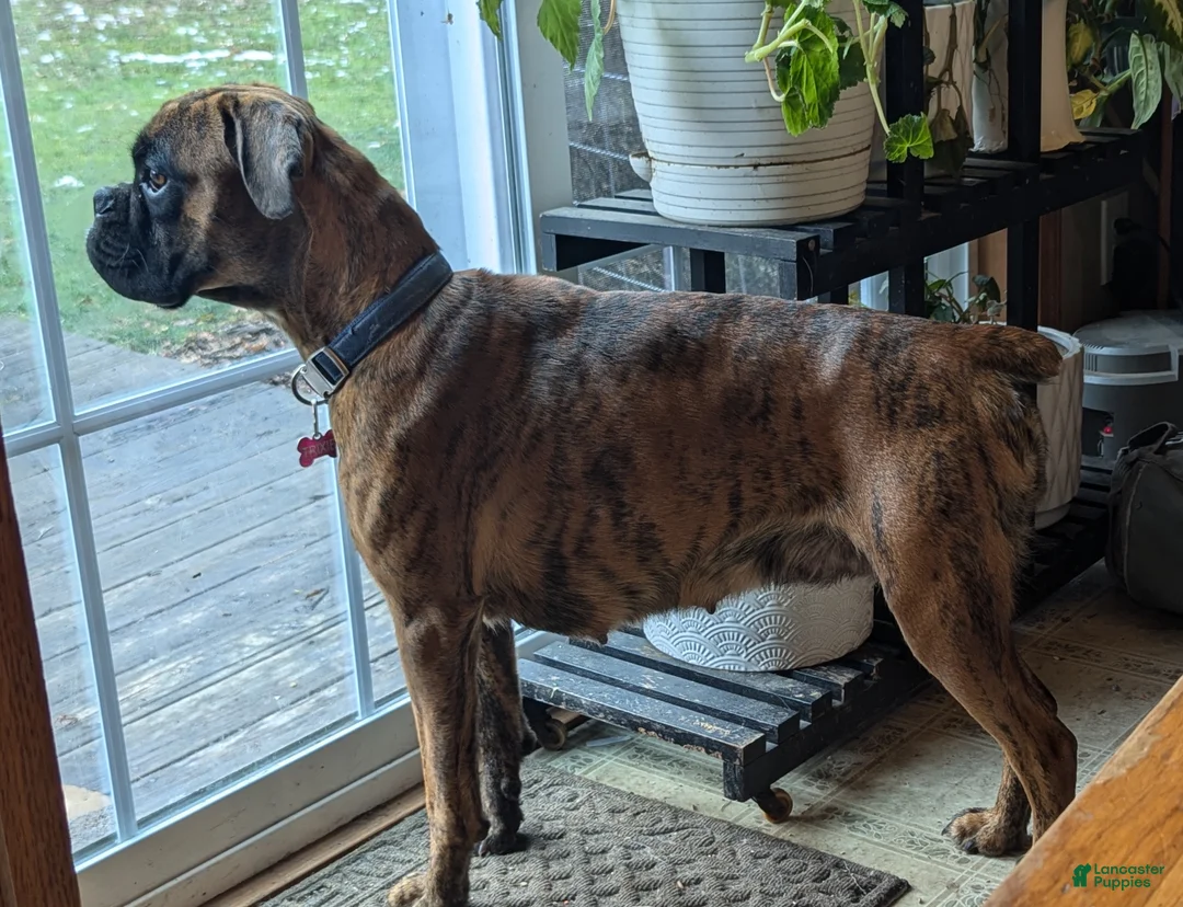 Boxer dogs for sale: Daisy - Ad 6