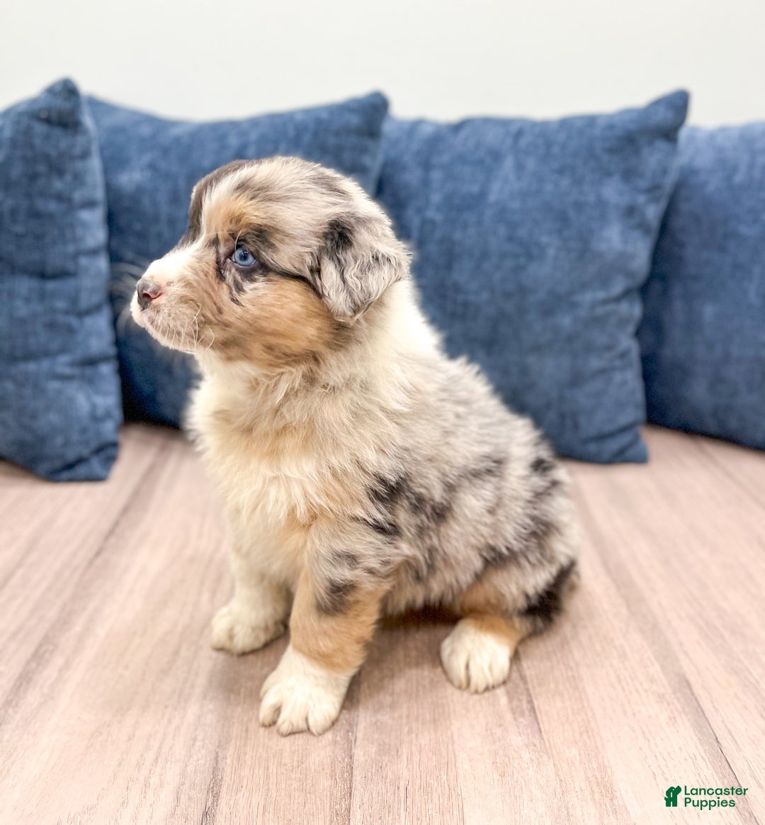 Australian Shepherd dogs for sale: Dakota - Ad 4