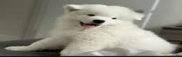 Samoyed dogs for sale: Ghost - Ad 3