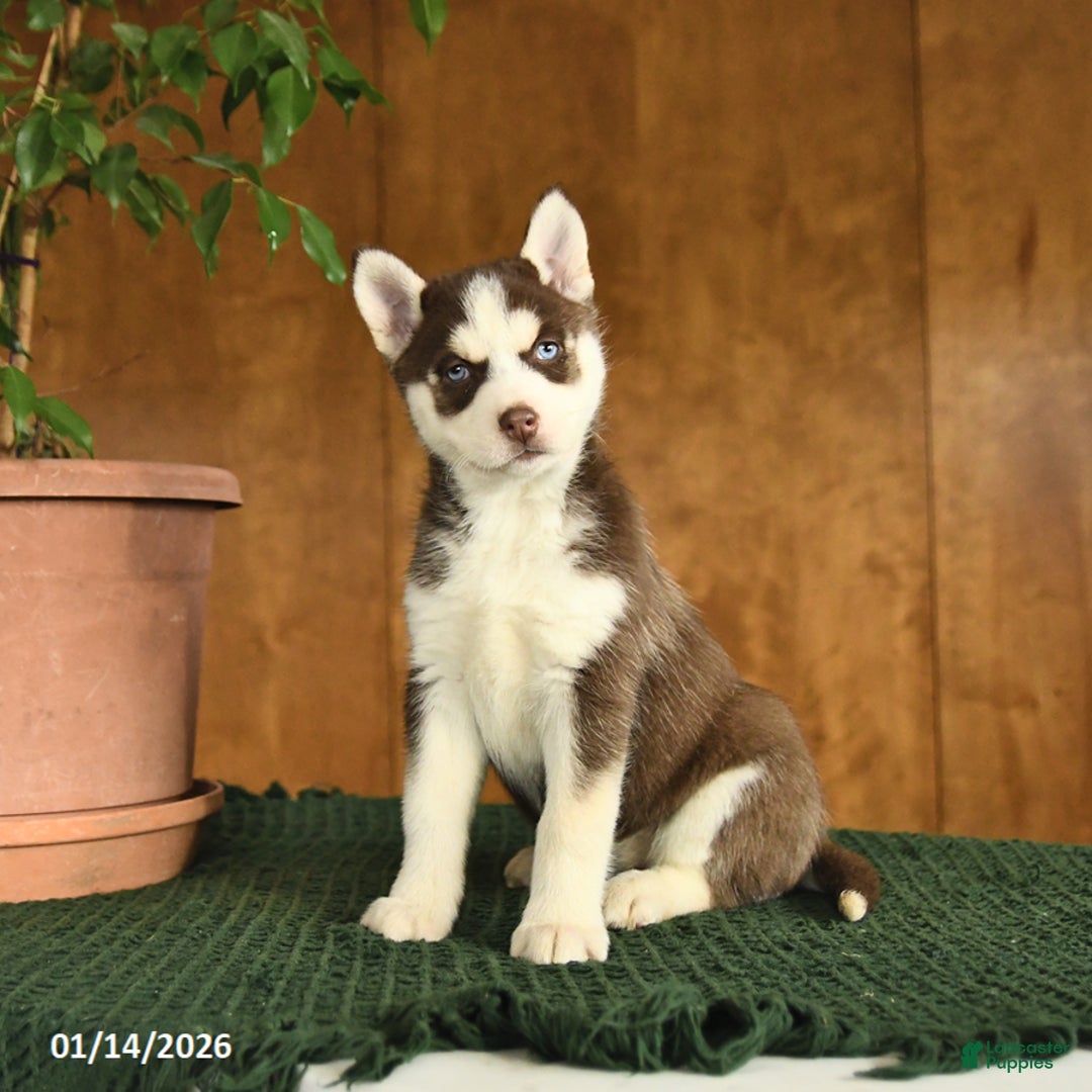 Siberian Husky dogs for sale: Beauty - Ad 3