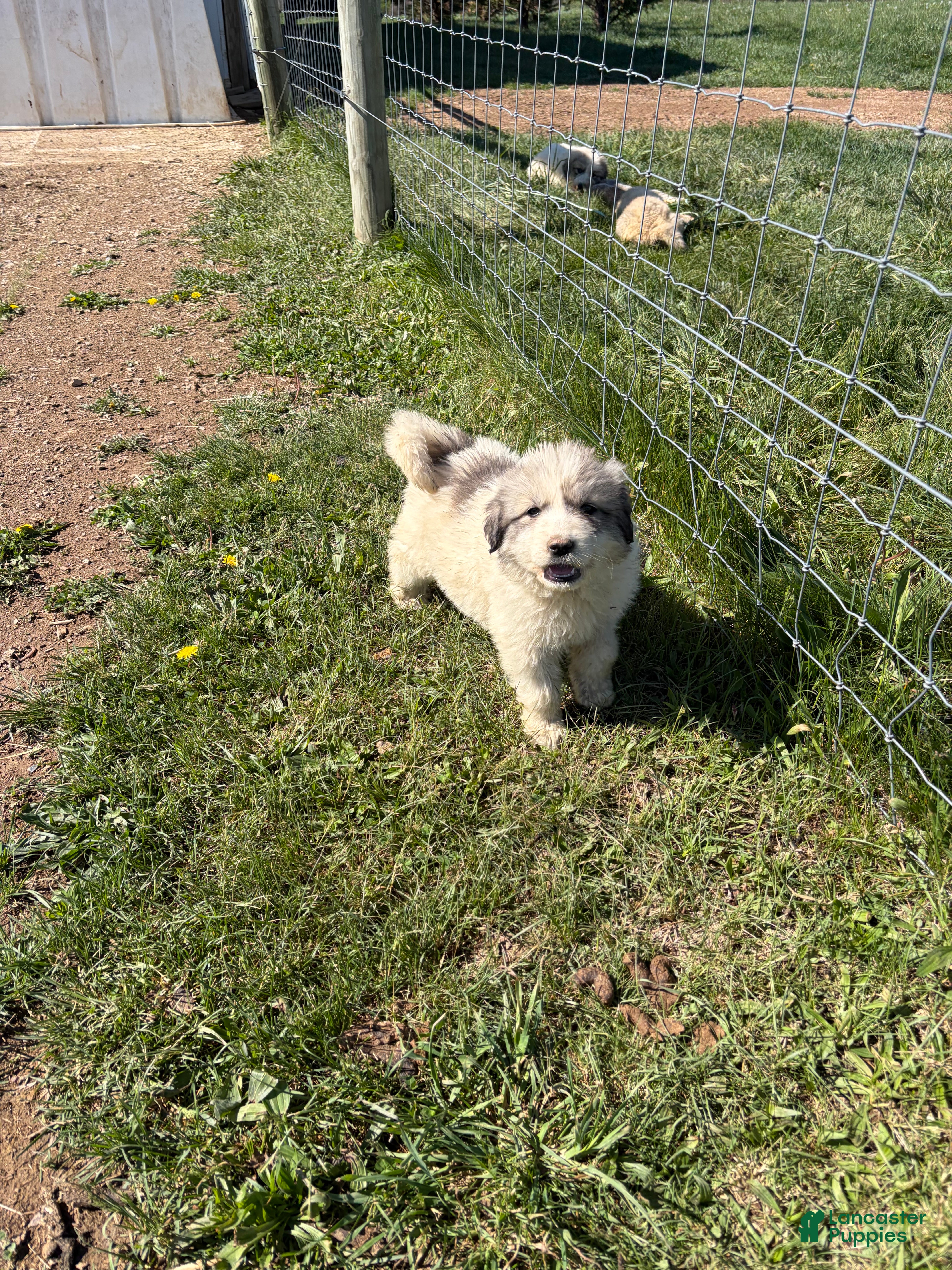 Great Pyrenees dogs Great Pyrenees Puppy 3 - Ad 14