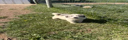 Great Pyrenees dogs for sale: Great Pyrenees Puppy 3 - Ad 1