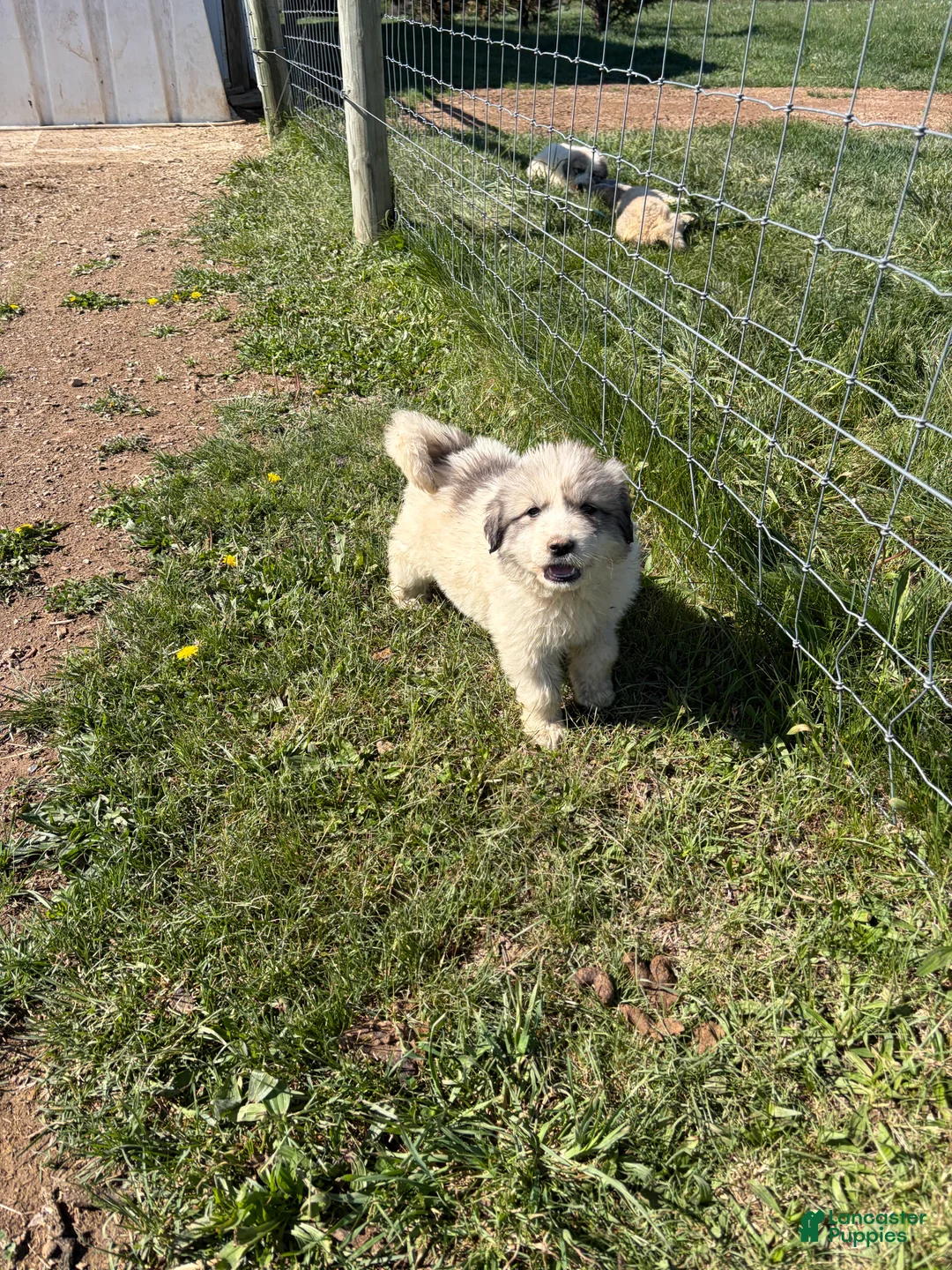 Great Pyrenees dogs for sale: Great Pyrenees Puppy 3 - Ad 1