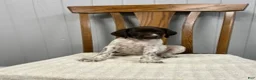 German Shorthaired Pointer dogs for sale: Lucy - Ad 1