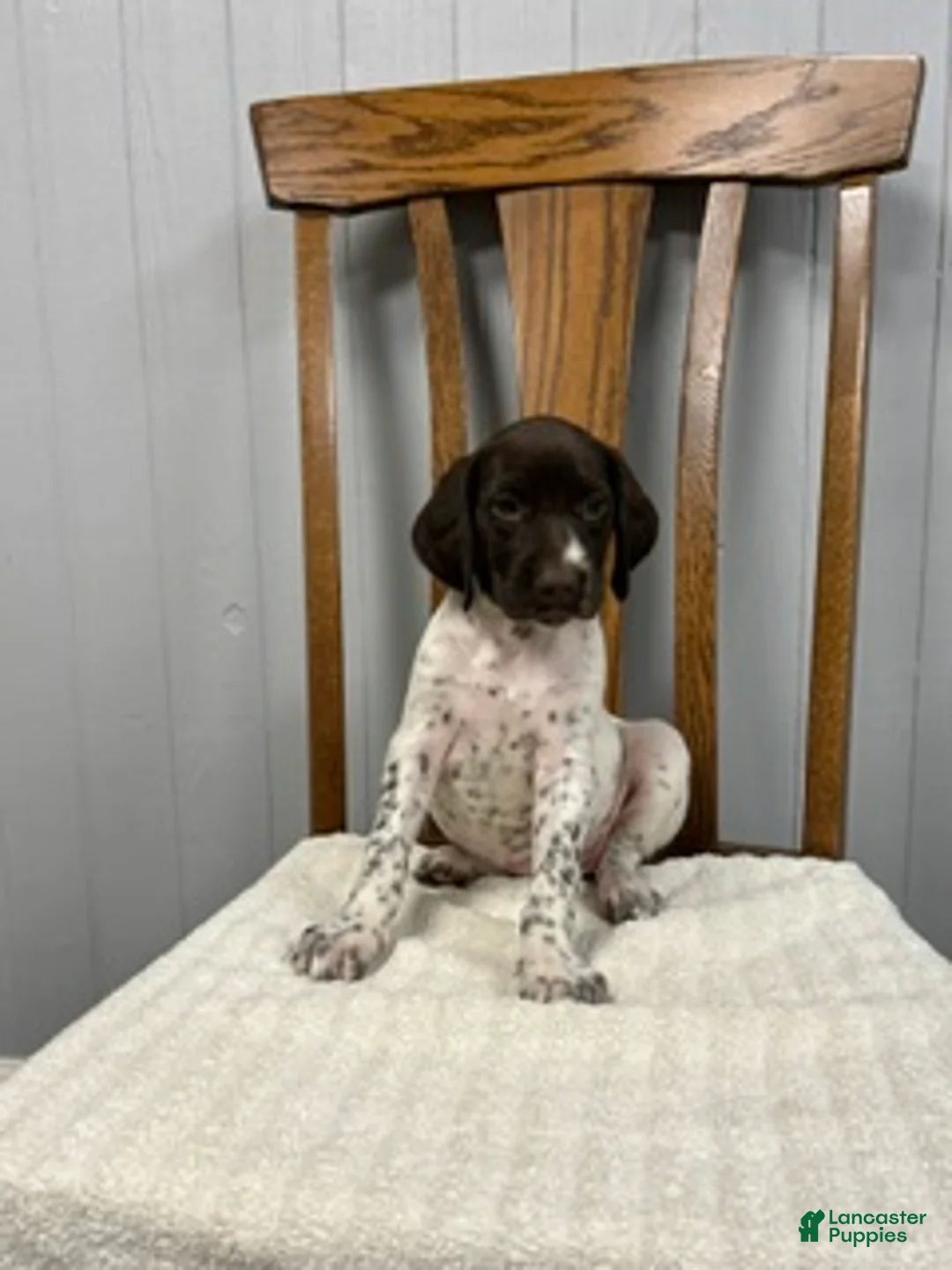 German Shorthaired Pointer dogs for sale: Lucy - Ad 1
