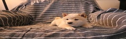 Shiba Inu dogs for sale: Scout  - Ad 4