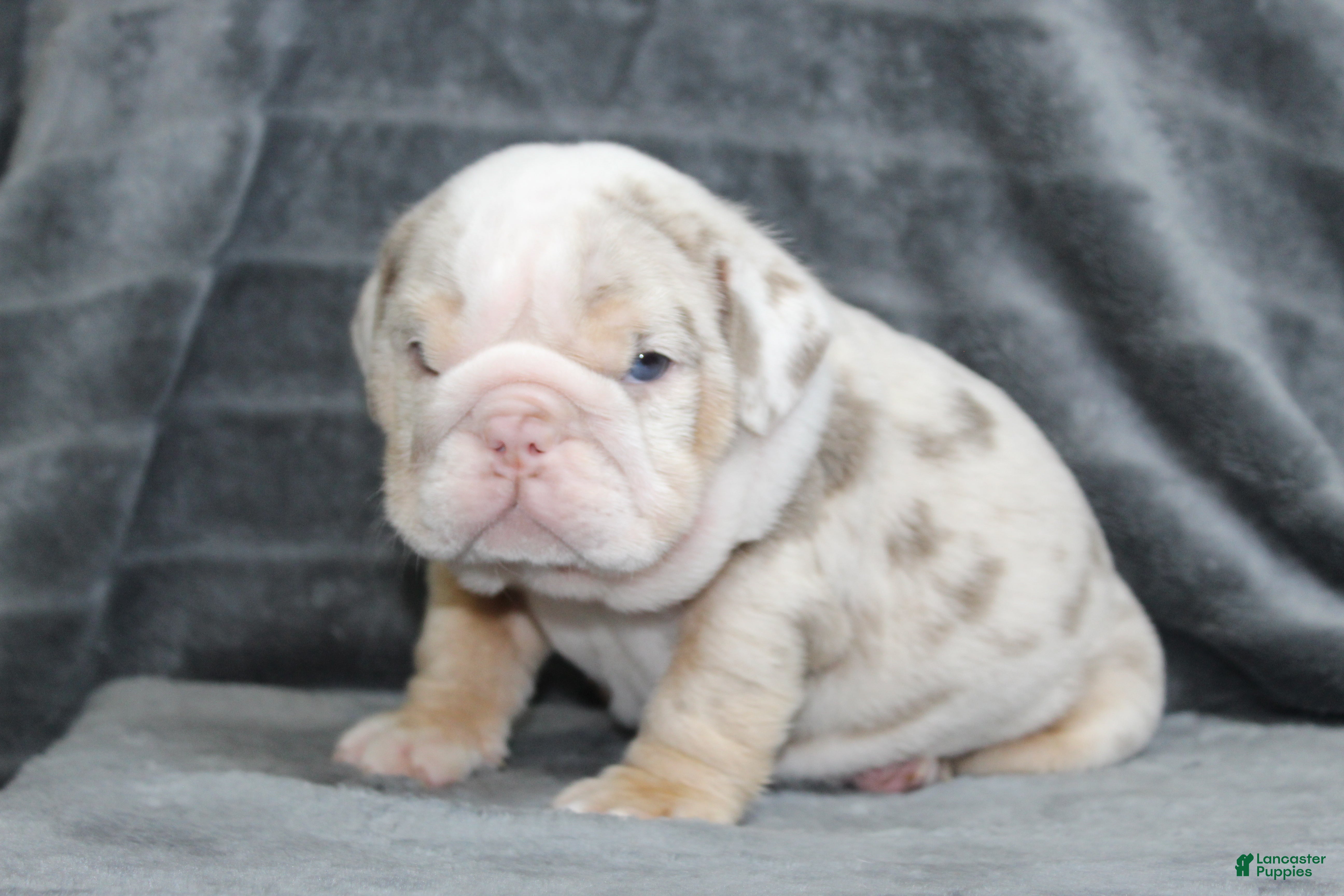 English Bulldog dogs for sale: Rosie - Ad 2
