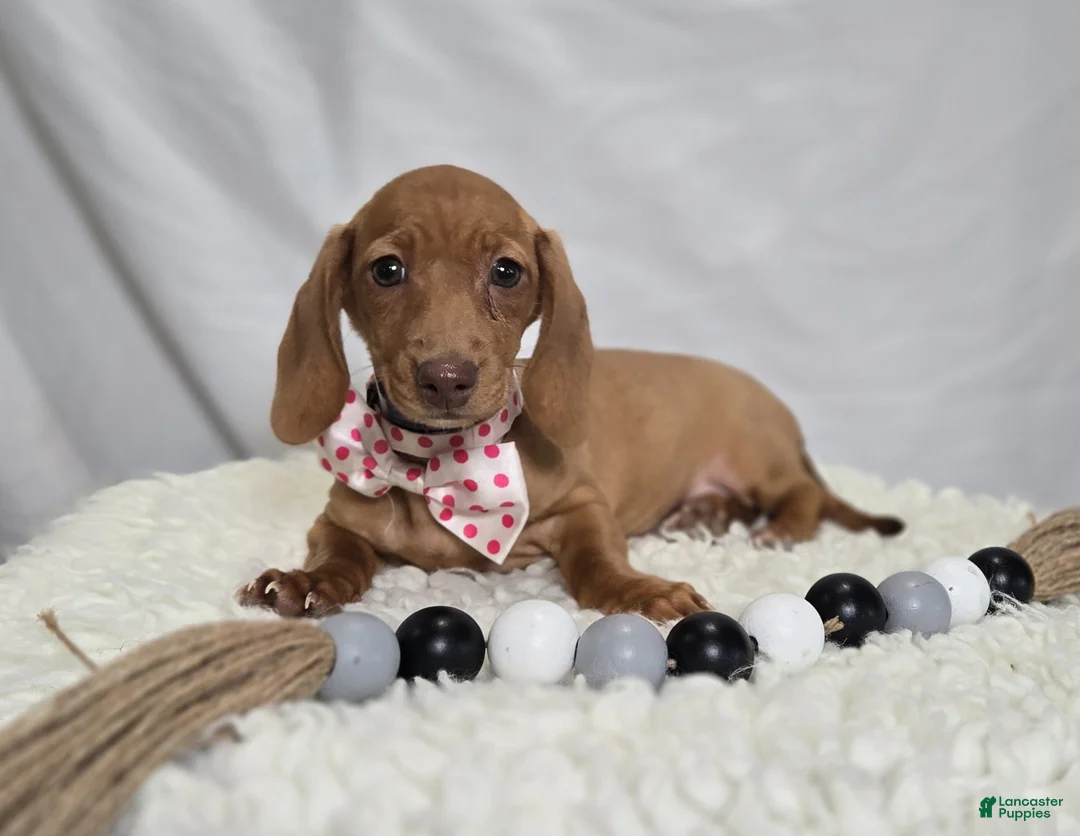 Miniature Dachshund dogs for sale: Faline - Ad 1