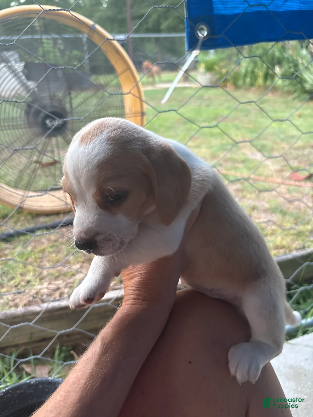 Beagle dogs for sale: Beagle 3 - Ad 1