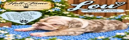 English Bulldog dogs for sale: LOU - Ad 4