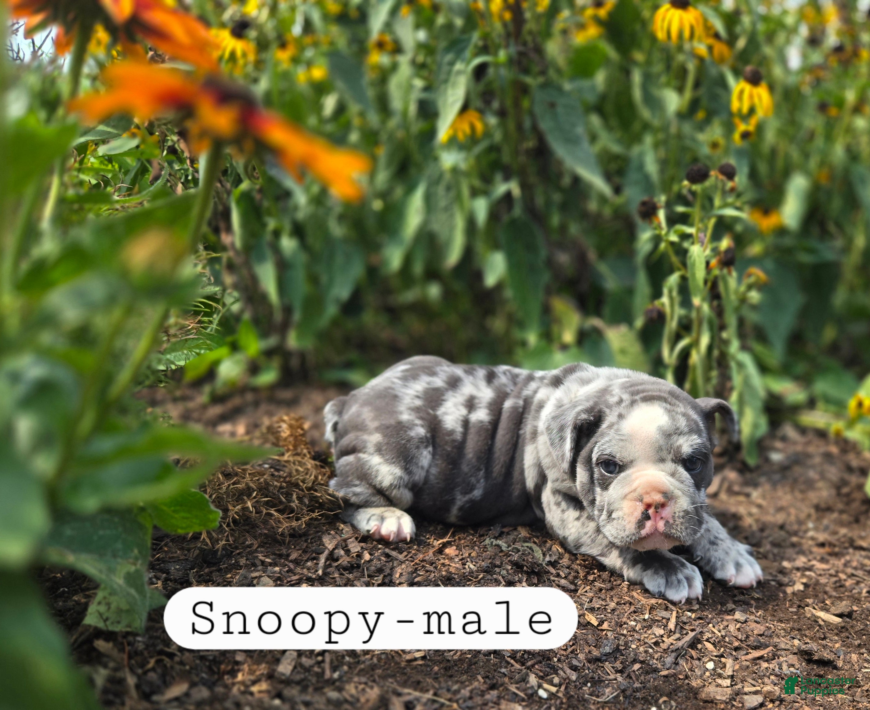 Olde English Bulldogge dogs Snoopy - Ad 4