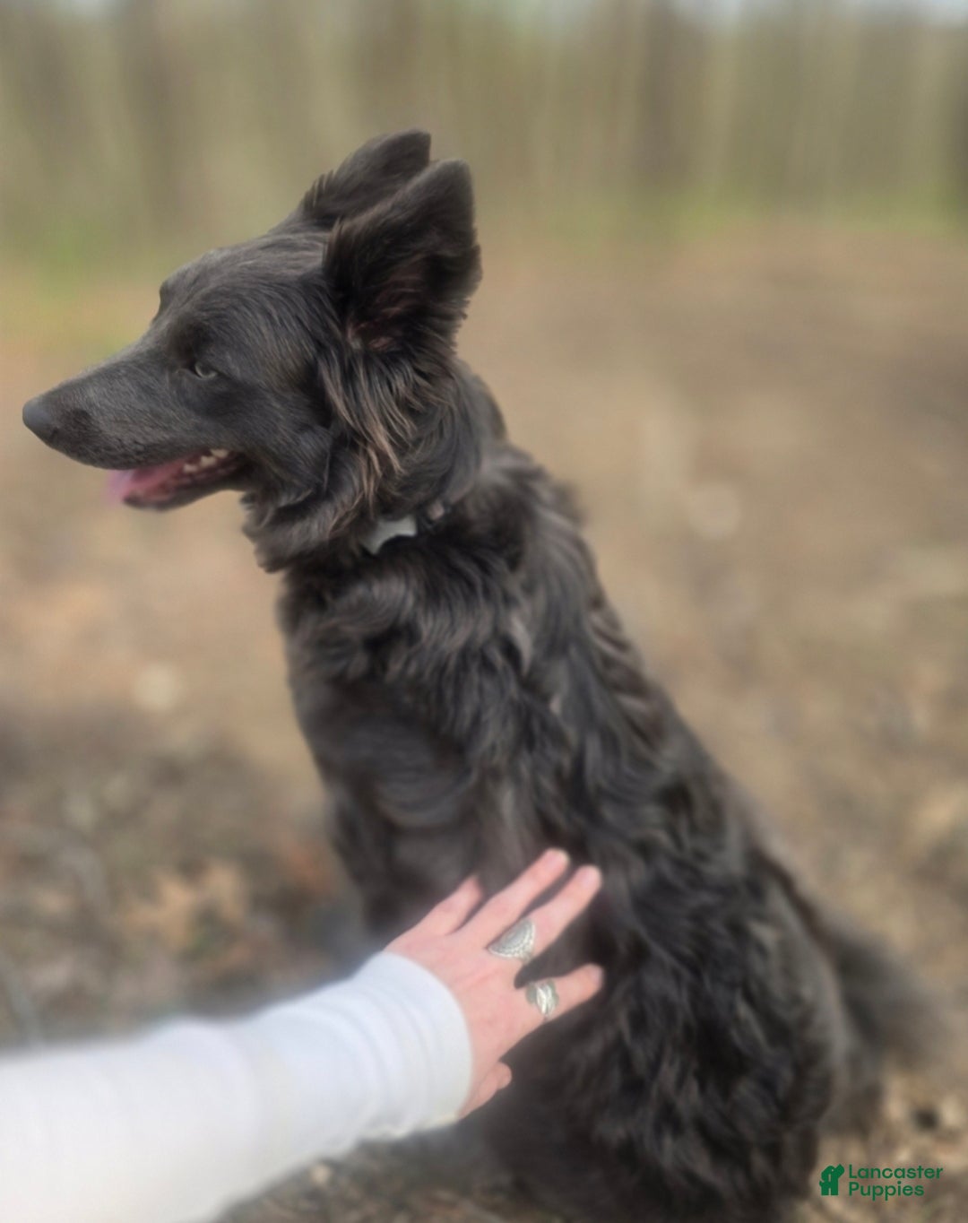 Mixed Breed dogs for sale: Stardust - Ad 9