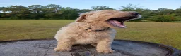 Goldendoodle dogs for sale: Nilla  - Ad 1