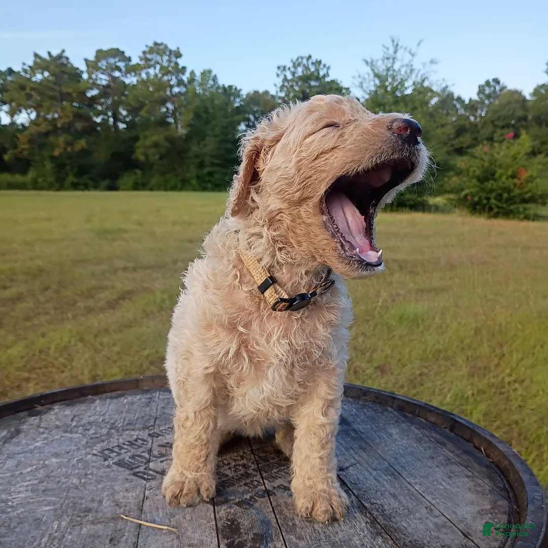 Goldendoodle dogs for sale: Nilla  - Ad 1